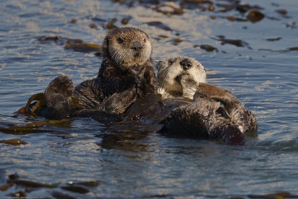 A sea otter holding onto another sea otter.